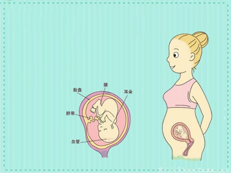 孕产说:18周胎儿在什么位置,怀孕18周了究竟胎儿位置在哪里呢?