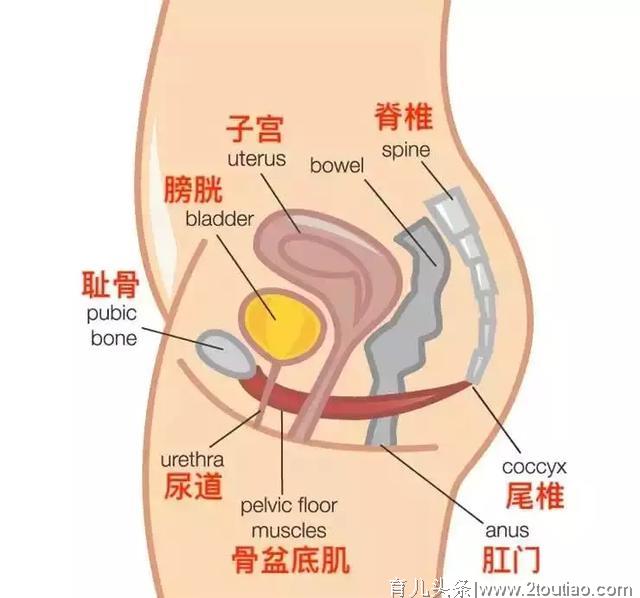 产后漏尿松弛？每个妈妈都经历过的“难言之隐”，学会这招就够了