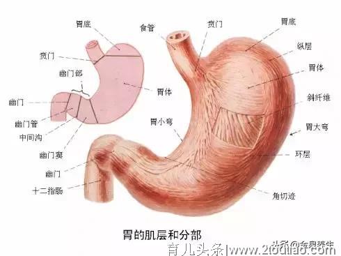 如果你身边有人胃不好，告诉他这样养胃！