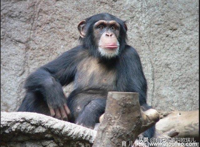 在听到她的饲养员流产后，黑猩猩流露出只有人类才有的情绪