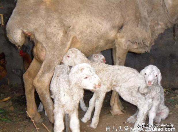 母羊产后易出5问题，养羊户不可掉以轻心！