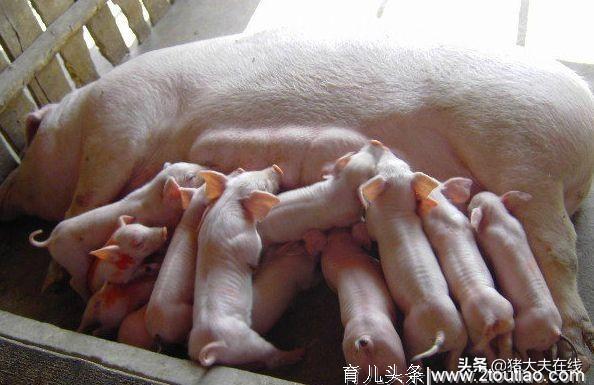 母猪顺产“四阶段”，需要注意哪些？
