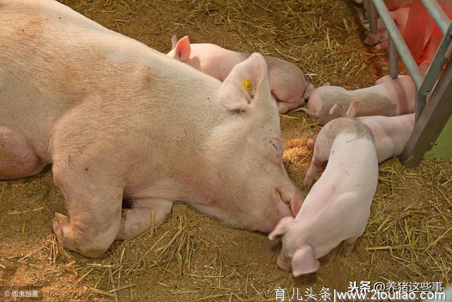 老猪倌分享养猪经验，母猪产前产后这样护理，成活率翻一番！