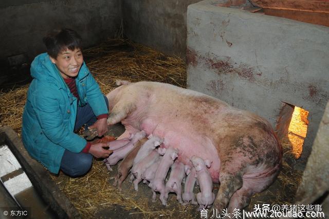 老猪倌分享养猪经验，母猪产前产后这样护理，成活率翻一番！