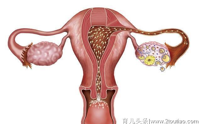 备孕时，若你的输卵管堵塞，可能和这3件事有关，对照自查一下！