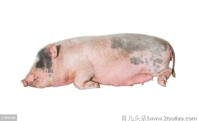 母猪顺产“四阶段” 需要注意哪些事项！