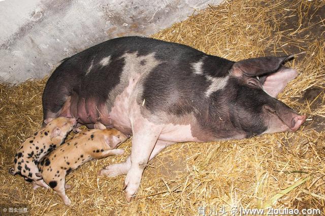 母猪顺产“四阶段” 需要注意哪些事项！