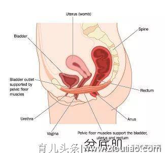 产后漏尿、松弛…这些难言之隐，其实一招就能缓解