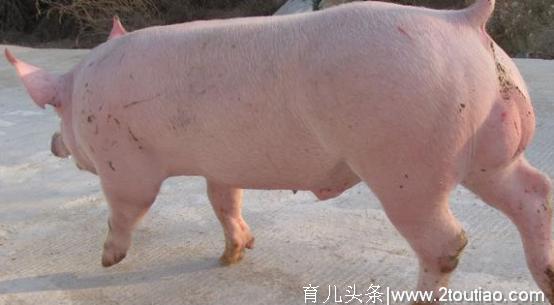 农村老人养猪多年总结出来的肉猪分娩前应当做哪些准备工作