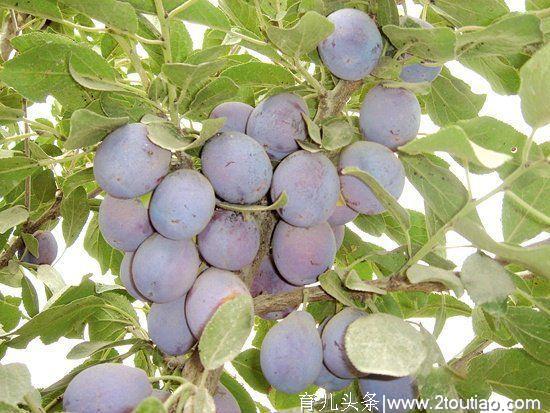 新疆特有的7种奇葩水果，新疆的亲们你吃过几种？