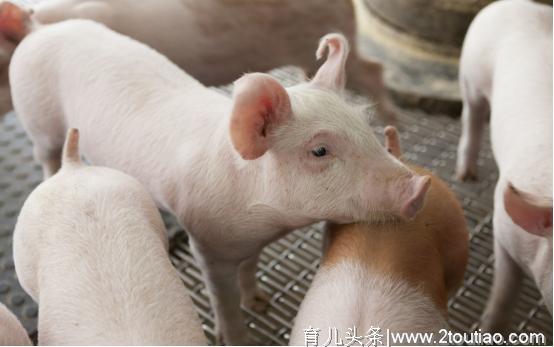 农村母猪分娩前的征兆，以及怎样接产和人工助产更安全有效呢？