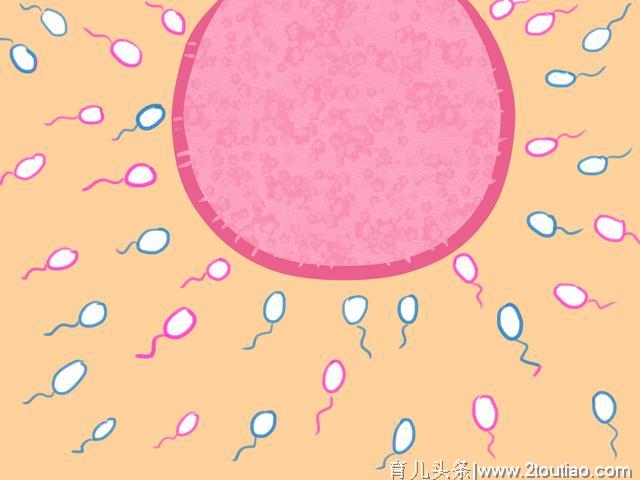 排卵期和排卵日，这两者区分清楚了，备孕几率会大大提高！
