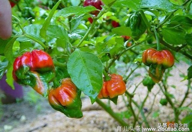 世界上9种“神仙级”辣椒，闻一闻都致命，小米辣未上榜！