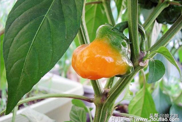 世界上9种“神仙级”辣椒，闻一闻都致命，小米辣未上榜！