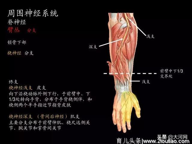 北京协和医院这套“神操”火了，4个动作让大脑反应更快