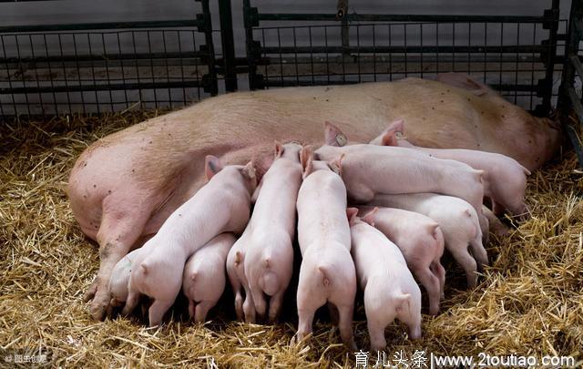 母猪分娩前后的主要行为特性在养猪中的作用