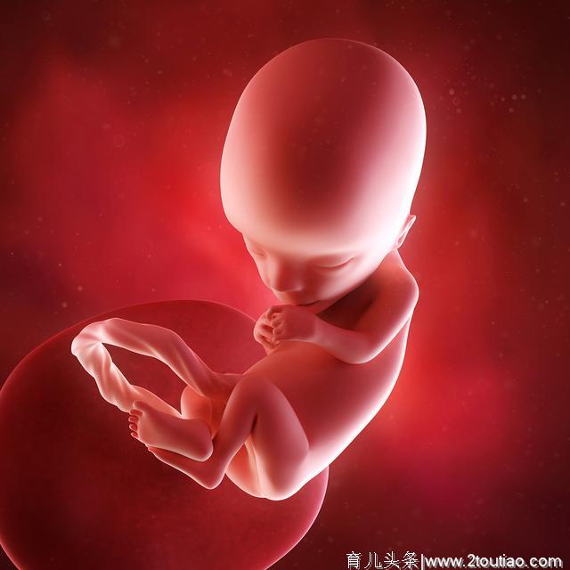 孕期胎宝宝长啥样？孕期2-40周胎儿发育全过程！
