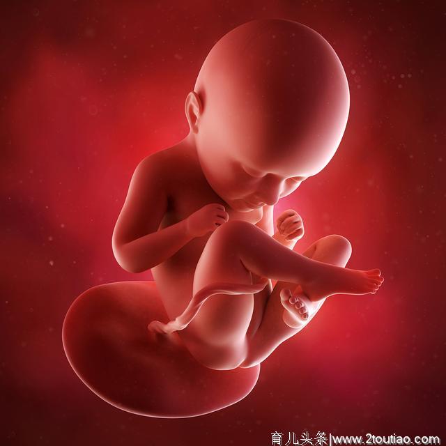 孕期胎宝宝长啥样？孕期2-40周胎儿发育全过程！