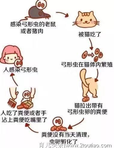 怀孕期间的准妈妈可以养猫吗？孕妇养猫，有哪些方面需要注意的呢