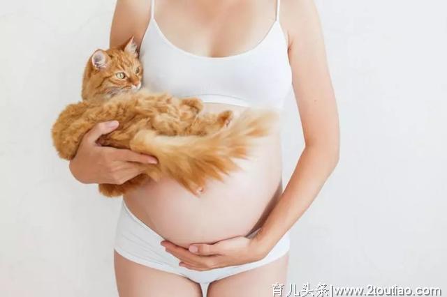 亲身经历，怀孕真的可以养猫！但是有一点需要特别注意