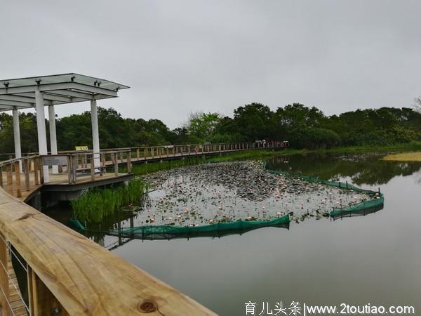 香港湿地公园冬季观候鸟亲子一日行