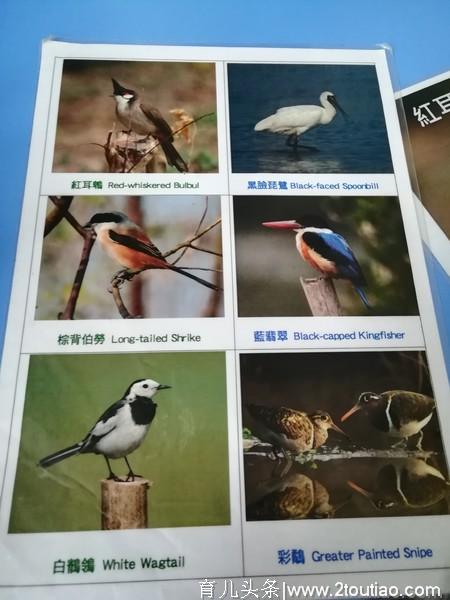 香港湿地公园冬季观候鸟亲子一日行