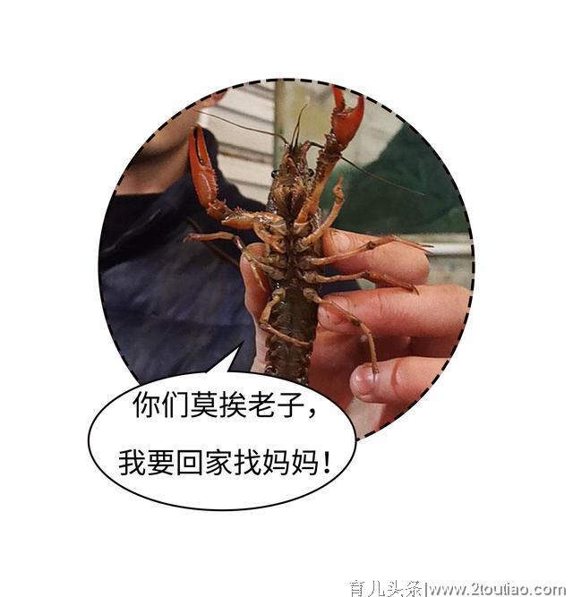 同样是物种入侵，到外国的很嚣张，来中国的都被吃光（菲李漫画）