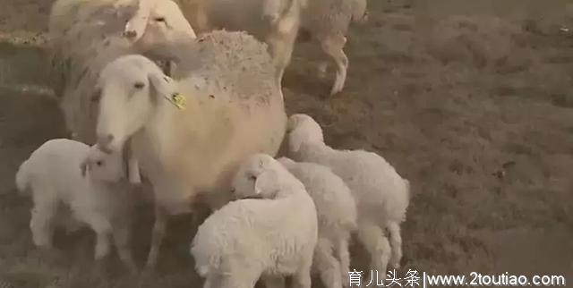 母羊催奶小妙招！