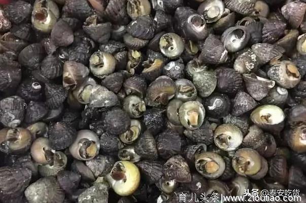 著名螺类食材大全