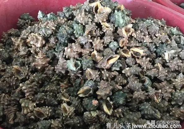 著名螺类食材大全