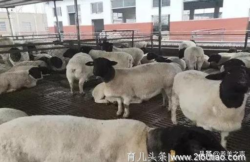 母羊产羔后如何给母羊催奶！