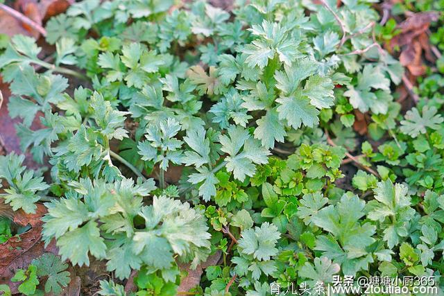 这野菜又是药草，清明前美味又鲜嫩，加糯米粉烙一烙，一盘不够吃