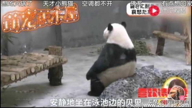 大熊猫基地起名废，奇葩网友脑洞大开：叫熊样或者是熊出没？