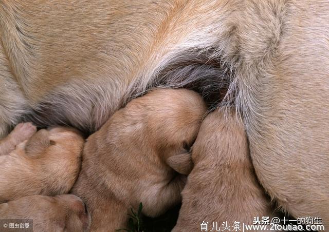 如何给怀孕母犬补钙，才能保证宝宝不吸收太多营养导致难产
