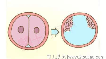 孕妇怀了双胞胎，他们的爸爸不是一个人？异卵双生就是百万分之一