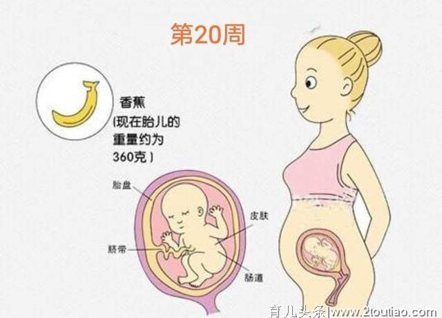 孕产说：怀孕5个月孕妈妈肚子显怀了吗？孕5个月胎儿有多大？