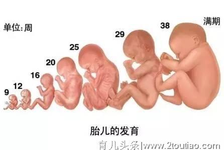 孕产说：怀孕5个月孕妈妈肚子显怀了吗？孕5个月胎儿有多大？