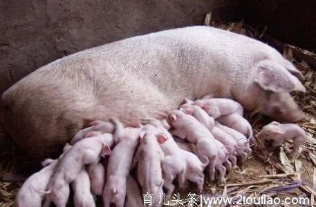 母猪的产后护理：如何避免母猪产后发生子宫内膜炎？
