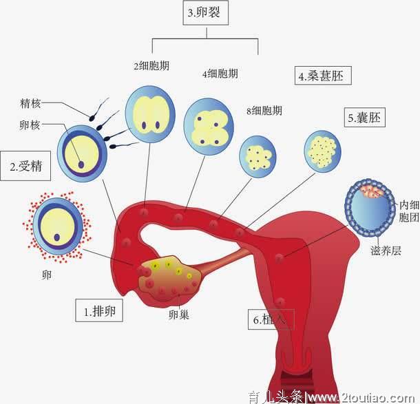 为什么怀孕后就不来月经了？答案超暖心