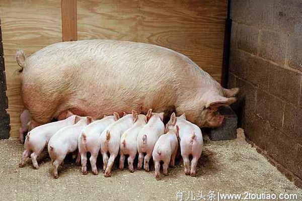 生态三农：母猪产后没奶有啥方法？母猪催奶方法，实战经验5个