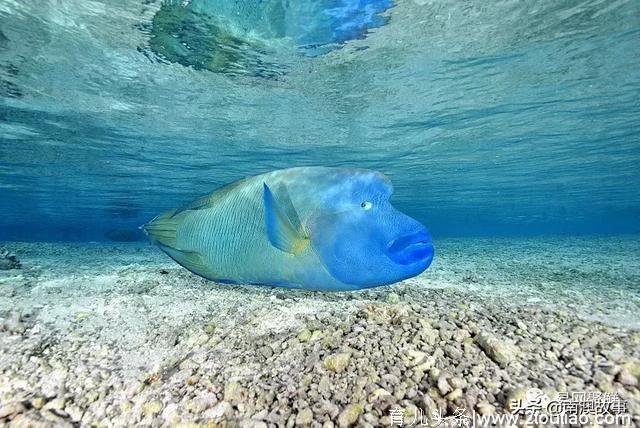 世界顶级海鲜大盘点，这种鱼从每斤几分钱暴涨至每斤数千元