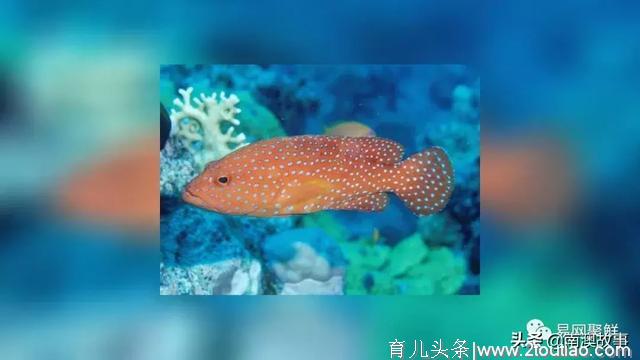 世界顶级海鲜大盘点，这种鱼从每斤几分钱暴涨至每斤数千元