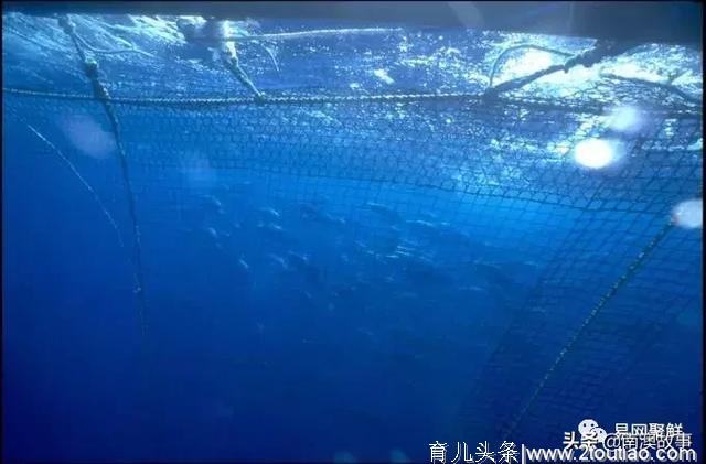 世界顶级海鲜大盘点，这种鱼从每斤几分钱暴涨至每斤数千元