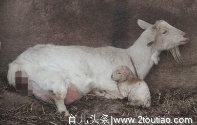 分娩期母羊的养殖管理，合理运用人工助产：必要时采取人工呼吸