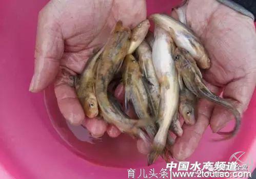 中国顶级的8种鱼，你吃过哪些？