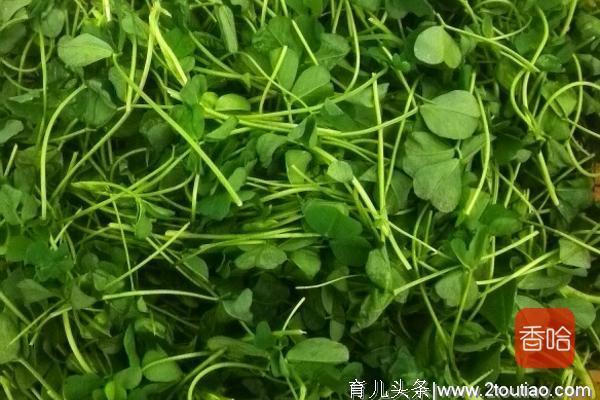 这野菜被誉为“食物之父”，胃不好贫血的人要多吃，2块钱一大把