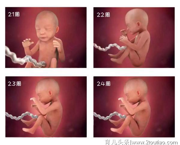 1-40 周胎儿发育高清图，孕育生命的奇妙