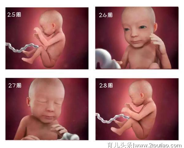 1-40 周胎儿发育高清图，孕育生命的奇妙