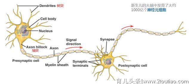 请珍惜，宝宝早教只有一次！科学说早教-下期