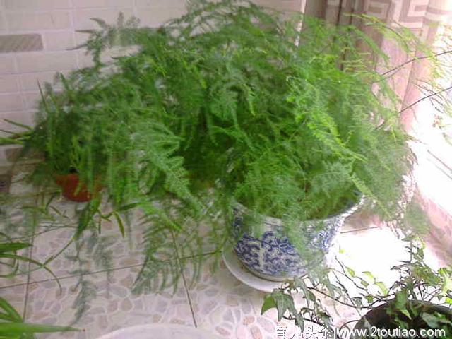 14种植物放入室内的奇异功效，为自己和孩子的健康而转